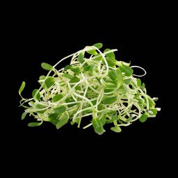 ต้นอ่อนทานตะวัน向日葵幼苗 50g.