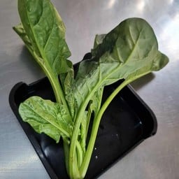 ผักปวยเล้ง