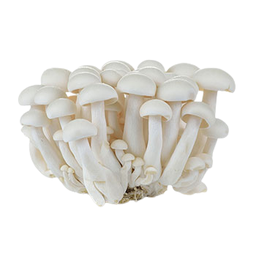 เห็ดชิเมจิ