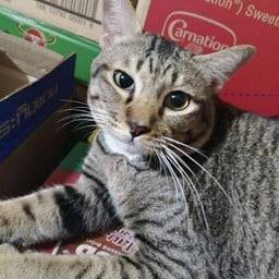 ทิฟน้องโอ๋