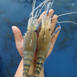 กุ้งเป็นๆ 10-12 ตัวโล