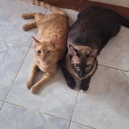 ขอปรับราคาขึ้น5บาทนะคะ เนื่องจากของขึ้นราคา แต่ขนมปังได้สองแผ่นเหมือนเดิม