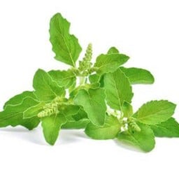 กะเพรากล่อง