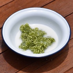 หยกมณีกะทิสด