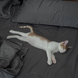 เด็กชายหนมปังน้องเล็กสดแสบ โดยพี่ๆสปอยทั้งบ้าน