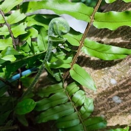 อร่อยดี 24 น.