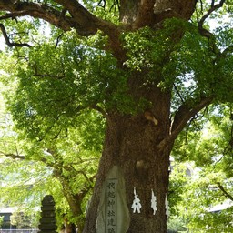 Hanabata Park 花畑公園