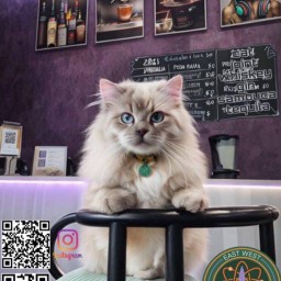 Yamshop coffee -