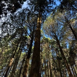 Alishan National Forest Recreation Area