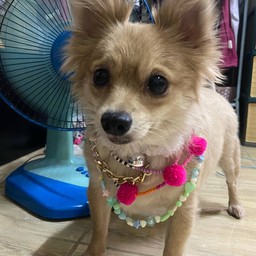 หมูหยอง