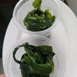 สาหร่าย