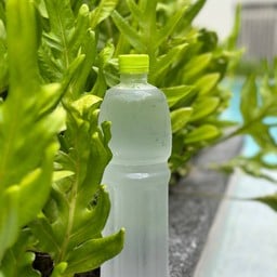 น้ำมะพร้าว ขวดใหญ่  - Coconut water large bottle 100%