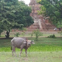 วัดเจ้าปราบ