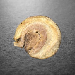 CHASHU/เพิ่ม หมูชาชู