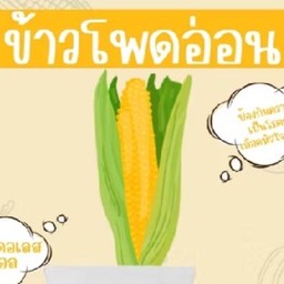 ข้าวโพดอ่อน