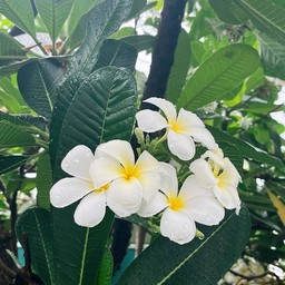 Almond Milk -Avocado (ใช้นมอัลมอนด์แบบกล่อง)