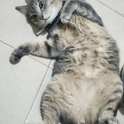 ทิปน้อง Le'O