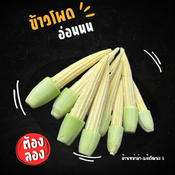 ข้าวโพดอ่อน
