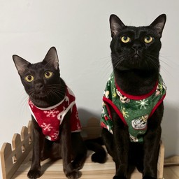 ค่าปลาทูประธานบริษัท