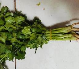 ผักชีเล็ก