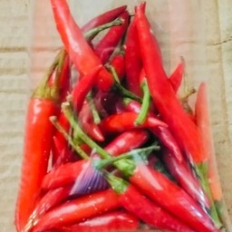 พริกแดงก้าน