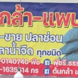 ต้นกล้า แพปลา แพปลาบางเลน