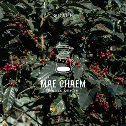 FILTER SINGLE ORIGIN - MAE CHAEM