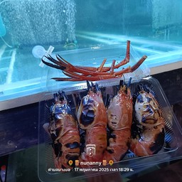 เปี๊ยกกุ้งเผาหินภูเขาไฟ