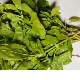 กระเพรา