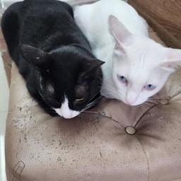 น้องถุงทอง & ไอ้ก้อนทอง