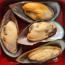 16หอยแมลงภู่นิวซีแลนด์