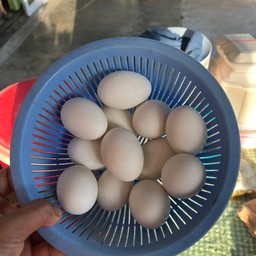 ไข่เค้มลูก