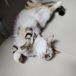 น้องถัง ทอง