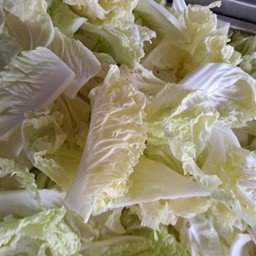 ผักกาดขาว