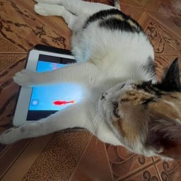 หั่นให้แล้วน๊าา_ผลไม้แช่บ๊วย