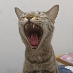 ลูบหัว