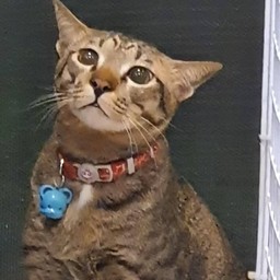 ถุงเงิน