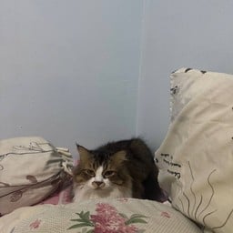 เอ-สา ตามสั่ง (เจ็ดยอด)