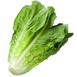 ผักคอส (Cos lettuce)