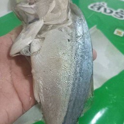 ปลาทูทอดร้อนๆ