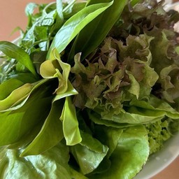 ผักแหนมเนือง