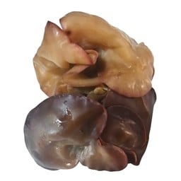 เห็ดหูหนูดำ