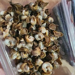 เนื้อหอยหวาน