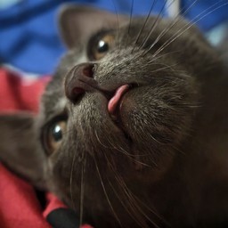 ทิป ด.ช.มูมู่