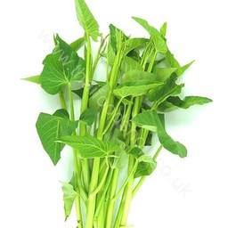 ผักบุ้ง