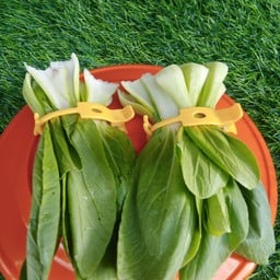 ผักกวางตุ้ง