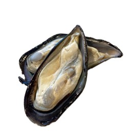 หอยแมลงภู่ 2 ตัว