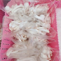 เห็ด ชิมิจิ ขาว