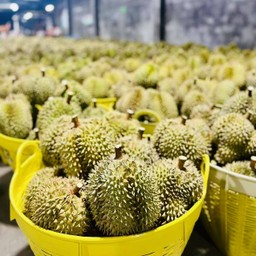 ทุเรียนหมองทองเกรดพรีเมี่ยมA+ จากโรงงานขายส่งตรง 1,000กีโล