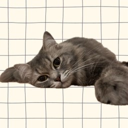 แมวเลีย1ซอง